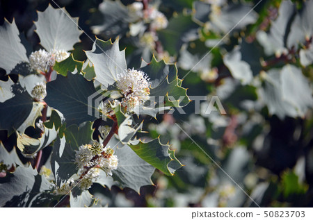 Australian native Hakea cristata flowers Australian native Hakea cristata flowers 50823703
