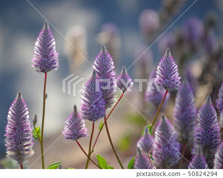 Australian purple Ptilotus exaltatus flowers Australian purple Ptilotus exaltatus flowers 50824294