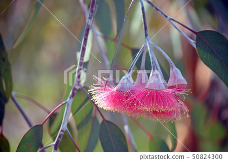 Pink Australian Eucalyptus caesia blossoms 50824300