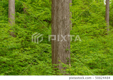 Kiso cypress forest 50824484