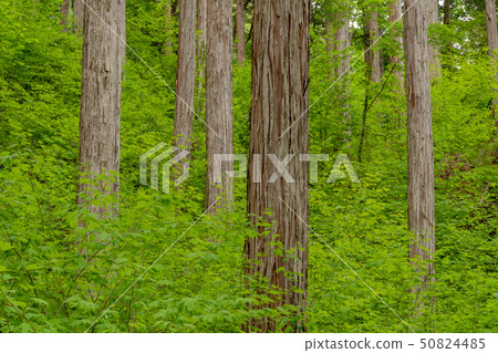 Kiso cypress forest 50824485