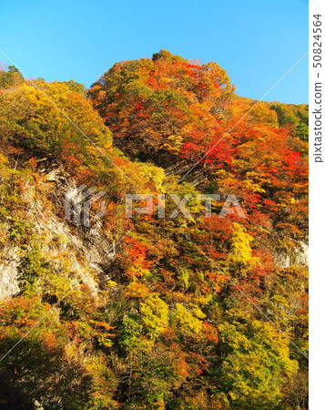 Oku Chichibu Kinzou的山間溪流 Oku Chichibu Kinzou的山間溪流 50824564