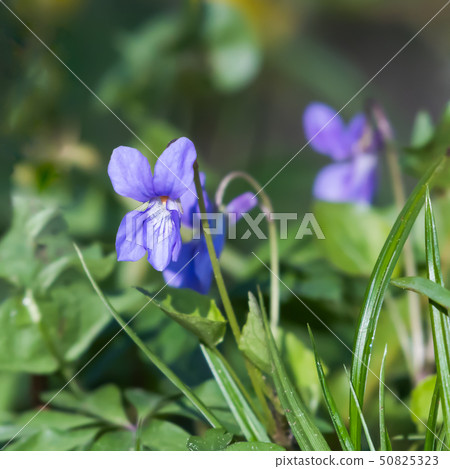 Sunlit Dog Violet among green grass closeup 50825323