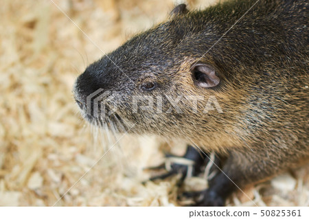 A large nutria sits on a wooden sawdust A large nutria sits on a wooden sawdust 50825361