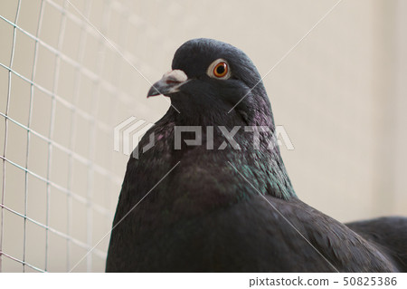 Black decorative pigeon on a wooden crossbar 50825386