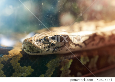 Large Python in a glass aquarium Large Python in a glass aquarium 50825471
