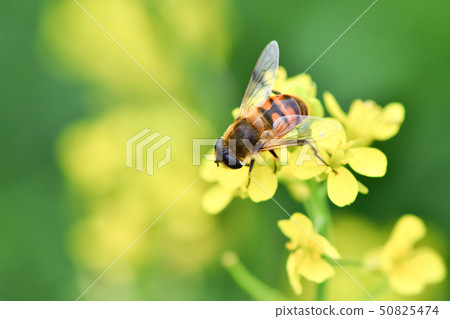 Nami Hanaab 50825474