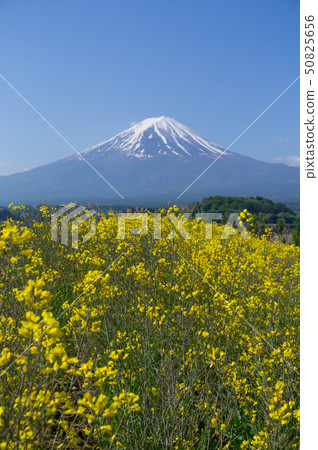  富士山和油菜花 50825656