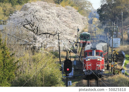 Spring Moka Railway 50825818