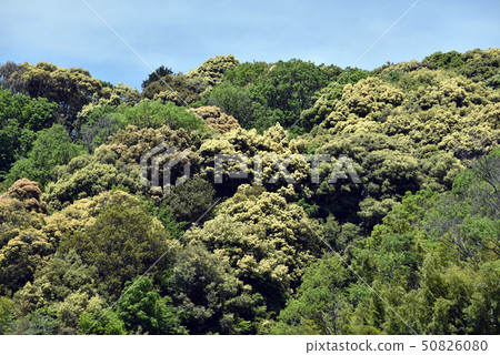 Moe mountain Moe mountain 50826080