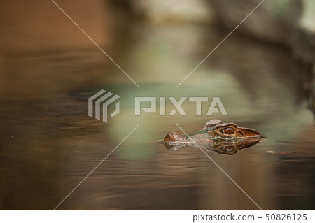 Caiman hiding underwater 50826125
