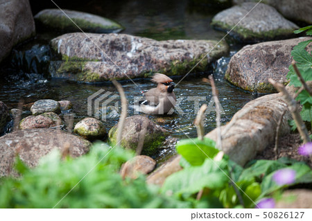 Waxwing washing in the lake Waxwing washing in the lake 50826127