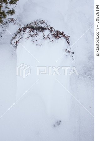Snow and twigs on the ground at arctic hill Snow and twigs on the ground at arctic hill 50826194