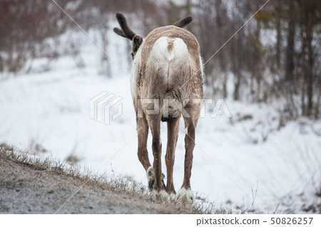 Reindeer flock in the wild at winter Reindeer flock in the wild at winter 50826257