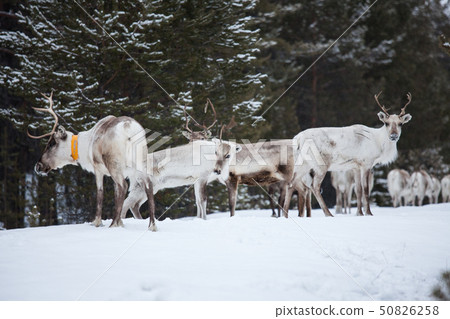 Reindeer flock in the wild at winter Reindeer flock in the wild at winter 50826258