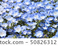 Nemophila花園 50826312