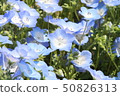 Nemophila花園 50826313