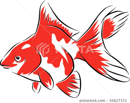 Goldfish, summer, festival, cut, illustration, simple, fish, material 50827151