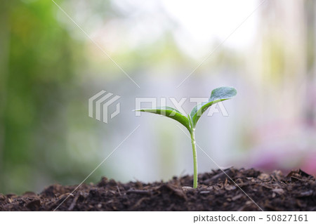 Young green plant growing in the morning with dew 50827161