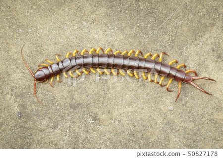 Image of centipedes or chilopoda on the ground. 50827178