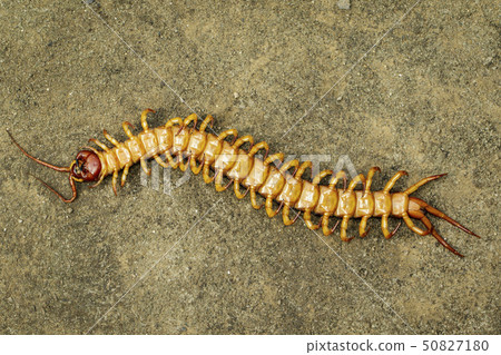 Image of dead centipedes or chilopoda. 50827180