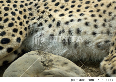 獵豹肚子起來 50827455