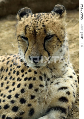 獵豹最近閉上眼睛 50827458