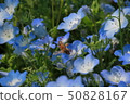 Nemophila and a honeybee 50828167