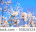櫻花和藍天 50828324