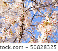 櫻花和藍天 50828325