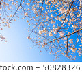 櫻花和藍天 50828326