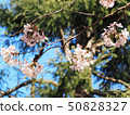 櫻花和藍天 50828327
