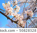 櫻花和藍天 50828328