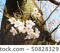 櫻花和藍天 50828329
