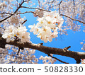 櫻花和藍天 50828330