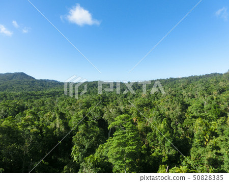 Blue sky and green trees Blue sky and green trees 50828385