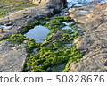 Rocky Moss 50828676