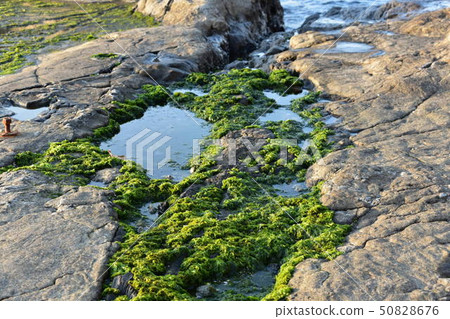 Rocky Moss 50828676