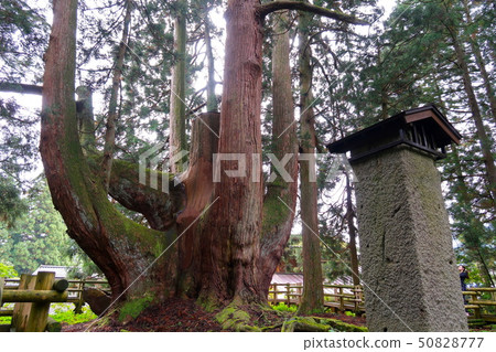 Shogun cedar (Mikawa's Shogun cedar) Aga Town Shogun cedar (Mikawa's Shogun cedar) Aga Town 50828777