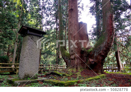 Shogun cedar (Mikawa's Shogun cedar) Aga Town Shogun cedar (Mikawa's Shogun cedar) Aga Town 50828778