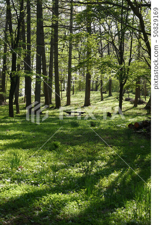 Landscape photography Outdoor Green peace Postcard Fresh green amid Green shade Treecose sun Wooden chair Relaxing Forest bath Healing Landscape photography Outdoor Green peace Postcard Fresh green amid Green shade Treecose sun Wooden chair Relaxing Forest bath Healing 50829169