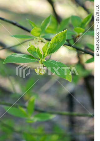 Organism landscape photography plant forest plant blackberry blossoms fragrant wood toothpicks essential oil of blackberry essential oil forest scent relaxing effect 50829310