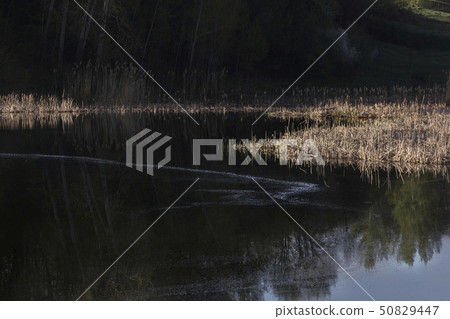 Sunny morning in the spring on the lake, reflection background 50829447