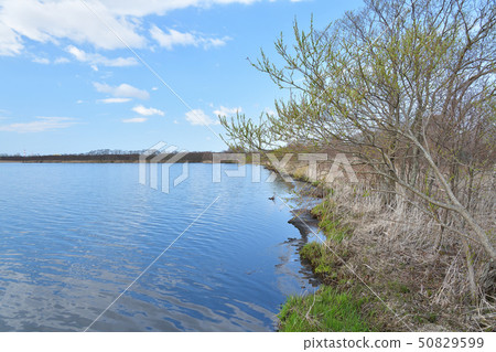 Taking a picture of the lakeside landscape of Lake Utonai, Tomakomai, Hokkaido in spring Taking a picture of the lakeside landscape of Lake Utonai, Tomakomai, Hokkaido in spring 50829599