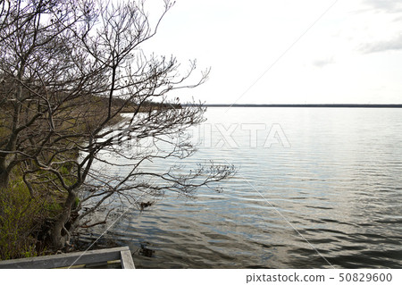Taking a picture of the lakeside landscape of Lake Utonai, Tomakomai, Hokkaido in spring 50829600