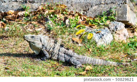 Iguana in South Mexico Iguana in South Mexico 50829621