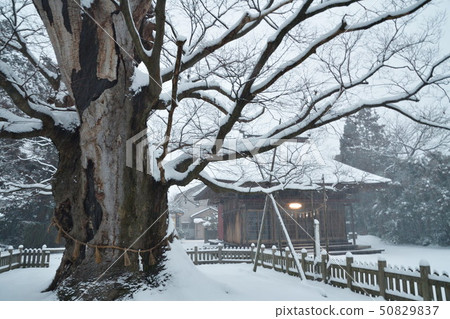 冬季加茂神社（新潟縣） 50829837