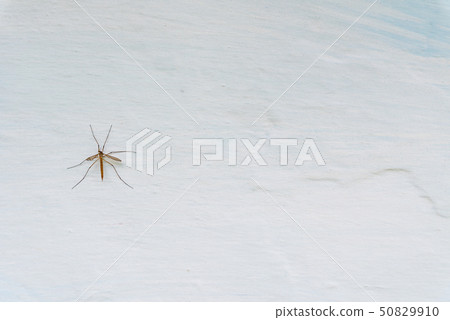 Tipula paludosa on a adobe whitewashed wall Tipula paludosa on a adobe whitewashed wall 50829910