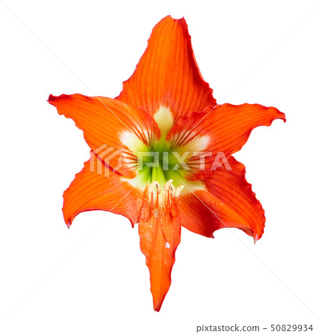 Flower head of Hippeastrum hybrid, isolated Flower head of Hippeastrum hybrid, isolated 50829934