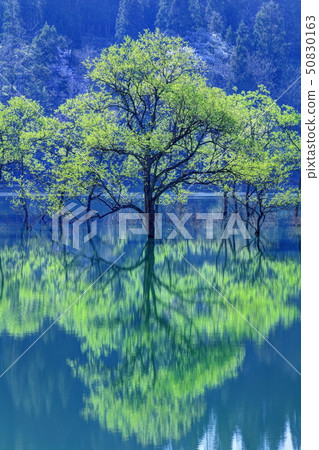 Fresh green Shirakawa lake 50830163